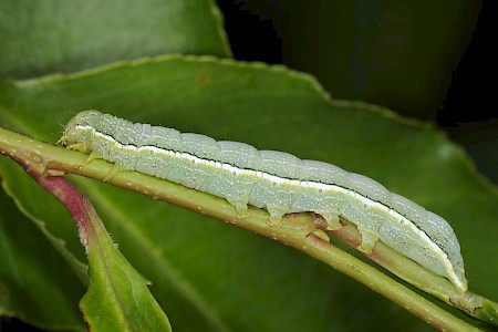 Clouded Drab Orthosia incerta