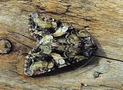 Beautiful Brocade Lacanobia contigua