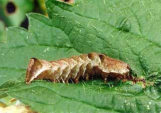 Dot Moth Melanchra persicariae