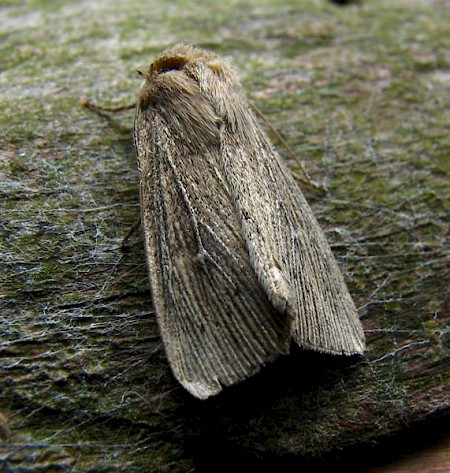 Obscure Wainscot Leucania obsoleta