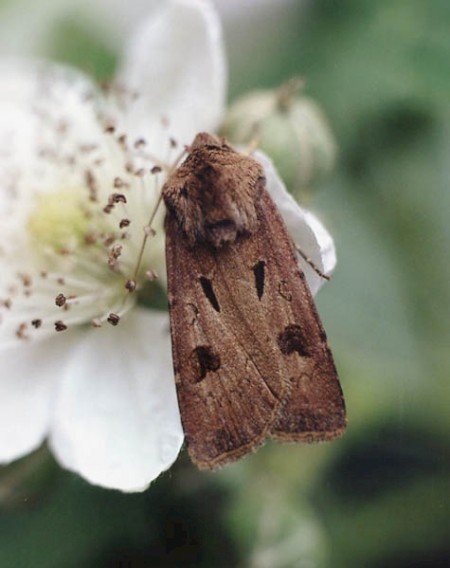 Heart & Dart Agrotis exclamationis