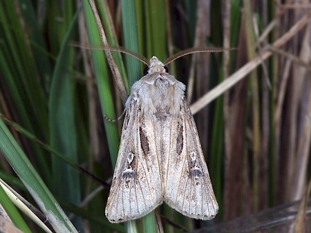 Woods's Dart Agrotis graslini