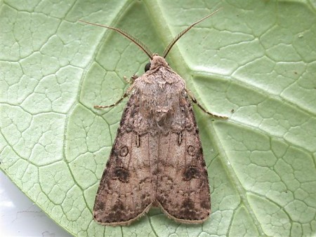 Turnip Moth Agrotis segetum