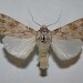 Adult • Praze-an-Beeble, Cornwall • © Adrian Spalding