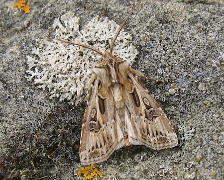 Archer's Dart Agrotis vestigialis