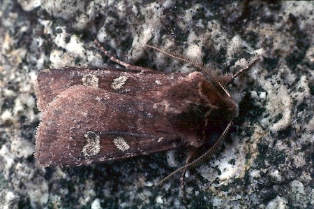 White-marked Cerastis leucographa
