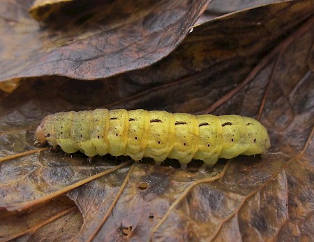 Large Yellow Underwing Noctua pronuba