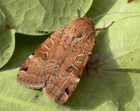 Lunar Yellow Underwing Noctua orbona