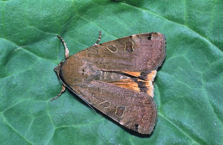 Lunar Yellow Underwing Noctua orbona