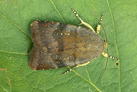 Langmaid's Yellow Underwing Noctua janthina