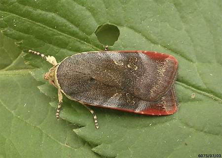 Lesser Broad-bordered Yellow Underwing Noctua janthe