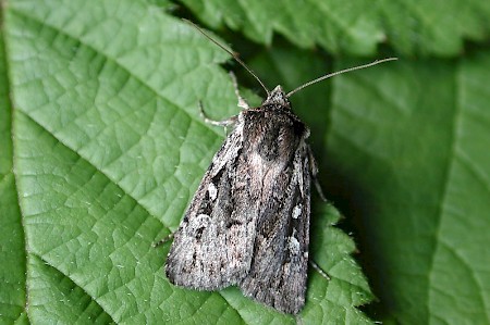 Heath Rustic Xestia agathina