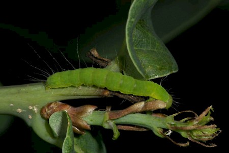 Oak Nycteoline Nycteola revayana
