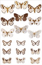 Moths of Europe Vol 2 example plate