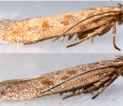 Adults &bull; Ex larvae on Aster tripolium. Flintshire. &bull; &copy; Ian Smith