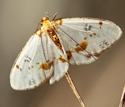 Adult &bull; Sierra Nevada, Spain &bull; &copy; Bob Hastie