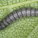 Larva • Buckland Abbey, Devon • © Bob Heckford