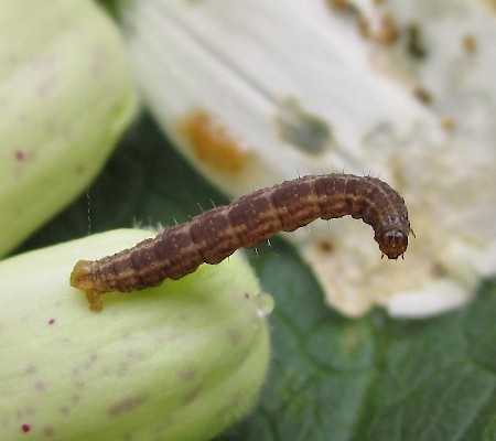 Foxglove Pug Eupithecia pulchellata