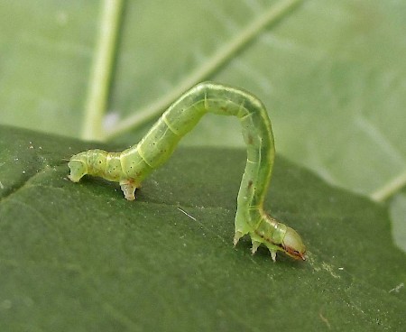 Common White Wave Cabera pusaria