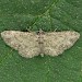 Adult • Beetham, Cumbria • © Brian Hancock