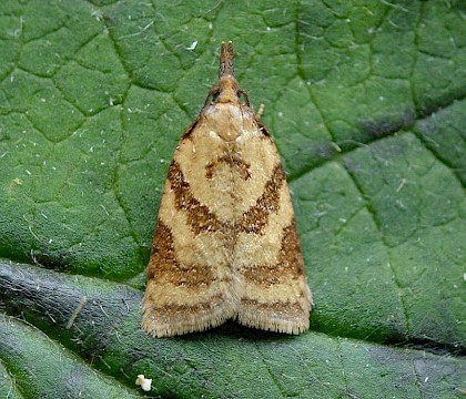 Male, reared from larva &bull; South Devon &bull; &copy; Phil Barden