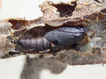 Sparganothis pilleriana