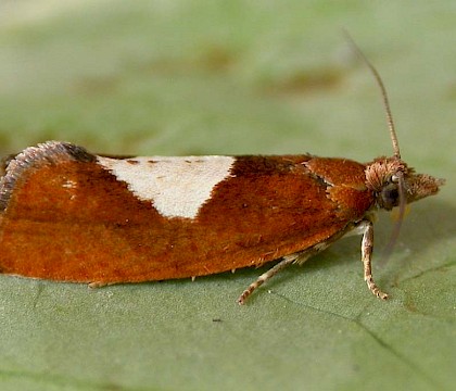 Female, reared from larva &bull; Rochdale, Gtr. Manchester &bull; &copy; Ben Smart