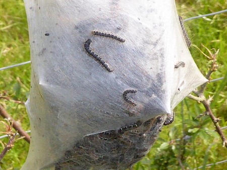 Small Eggar Eriogaster lanestris