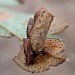 Larval case on Crataegus • West Devon • © Phil Barden