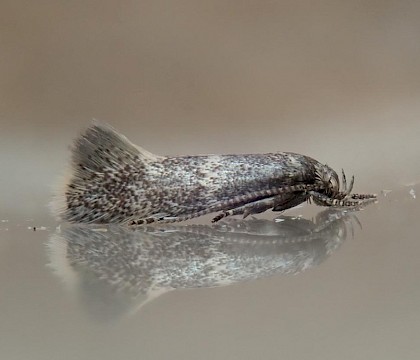 Adult &bull; Brook Down, Isle of Wight &bull; &copy; Phil Barden
