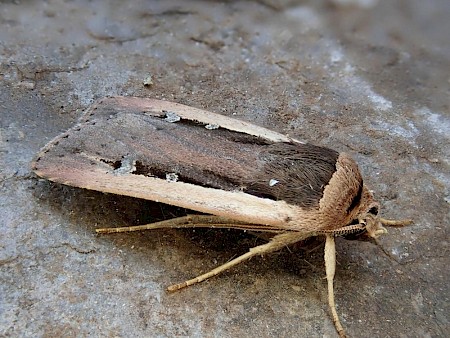 Radford's Flame Shoulder Ochropleura leucogaster