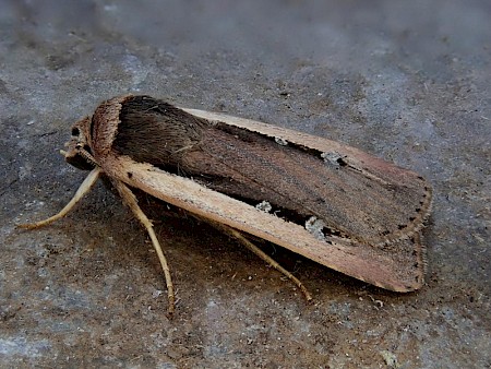 Radford's Flame Shoulder Ochropleura leucogaster
