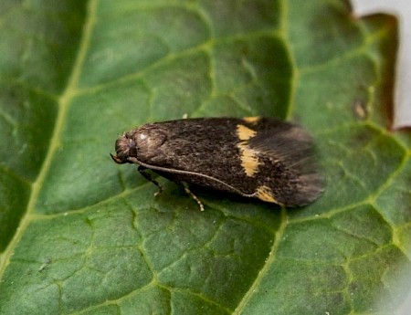 Borkhausenia minutella