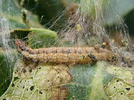 Cryptoblabes bistriga