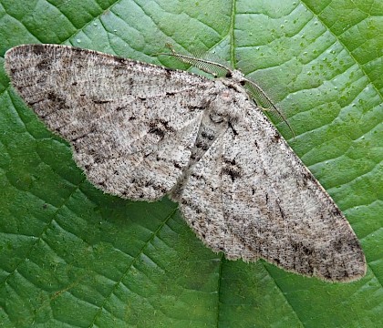 Adult &bull; New Forest, Hampshire &bull; &copy; Phil Barden