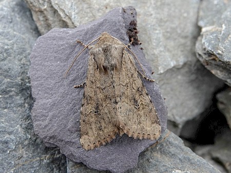 Rustic Shoulder-knot Apamea sordens