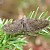  Juniper Pug Eupithecia pusillata 