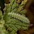  Horehound Plume Wheeleria spilodactylus 