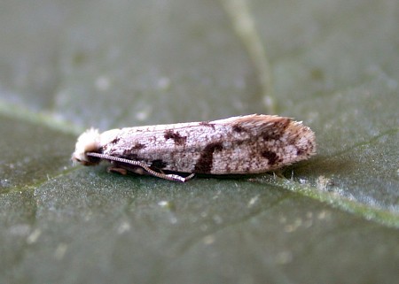 Nemapogon inconditella