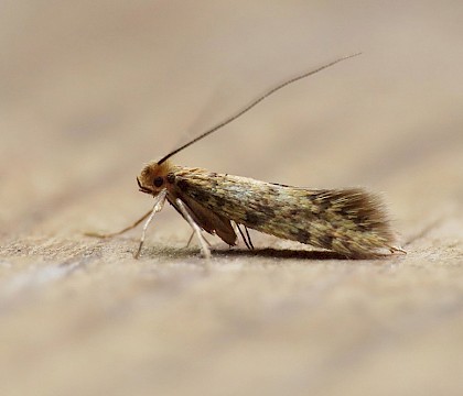 Tineidae