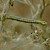  Scarce Pug Eupithecia extensaria 