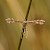  Sundew Plume Buckleria paludum 