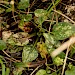 Larval mine • Aston Rowant NNR, Oxfordshire • © Will Langdon