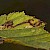 Stigmella filipendulae 
