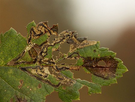 Stigmella filipendulae