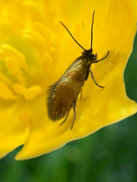 Micropterix mansuetella