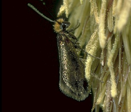 Micropterix calthella