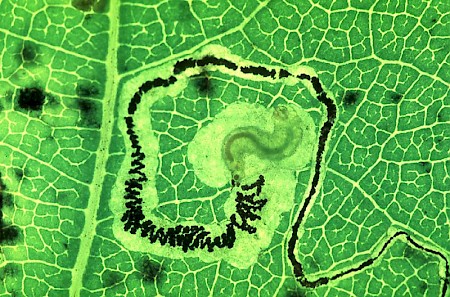 Stigmella trimaculella