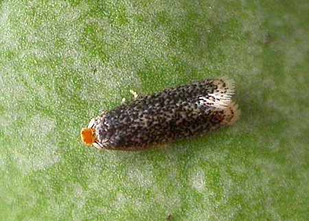 Bohemannia pulverosella
