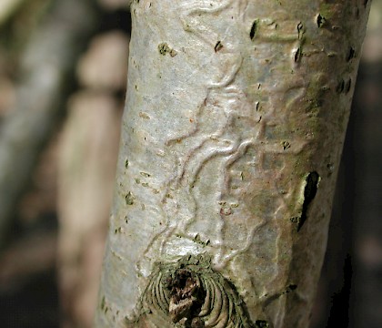 Mine on Quercus &bull; Fareham, Hanpshire &bull; &copy; Ian Thirlwell